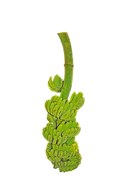 Bunch of Raw Banana on Stalk Isolated on White Background, Clipping Path