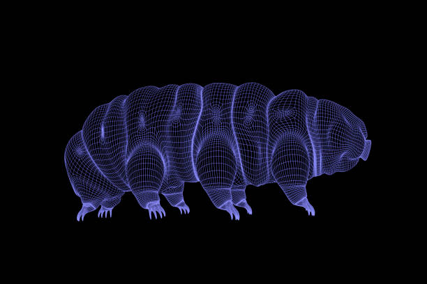 黒の背景に tardigrade、水クマ 3 d ワイヤ フレーム レンダリング - water bear ストックフォトと画像