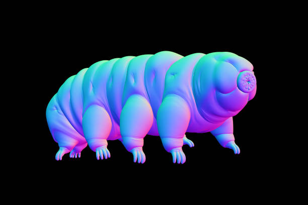 검은 배경에 고립 tardigrade, 물 곰 - water bear 뉴스 사진 이미지
