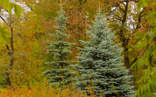 istock Blue spruce in an autumn park 870735522
