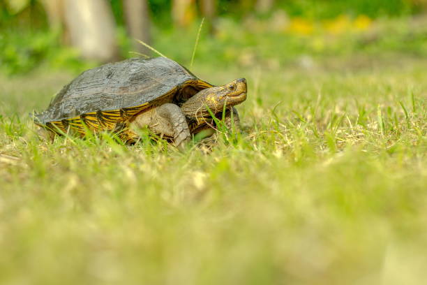 istock Big turtle on green grass after rain texture background environment concept 870735820