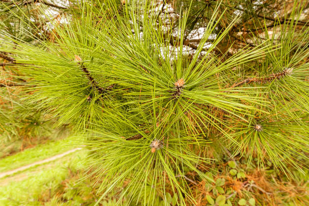 istock The branches of evergreen trees 870741496
