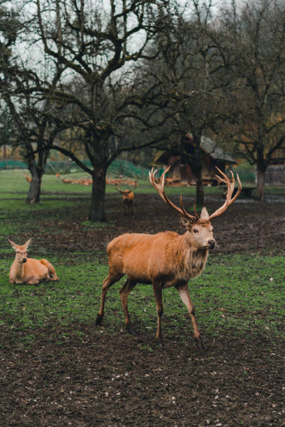 istock Deer in the forest in autumn 870742160