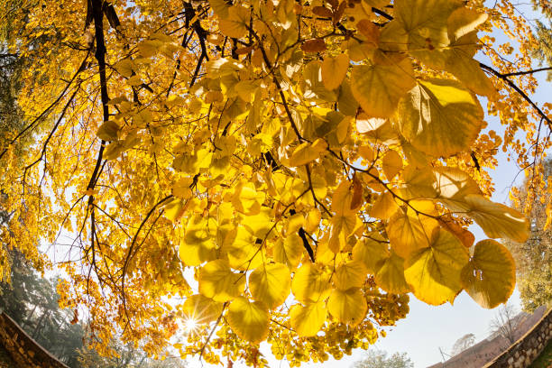 istock yellow leaves in autumn 870755022