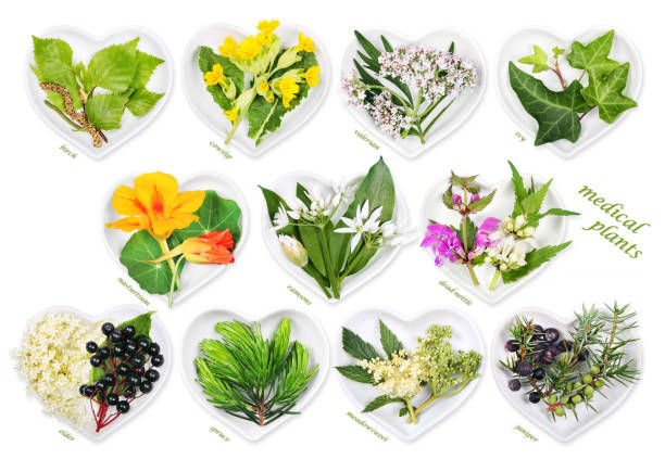 alternative medicine with medicinal plants - herzform imagens e fotografias de stock