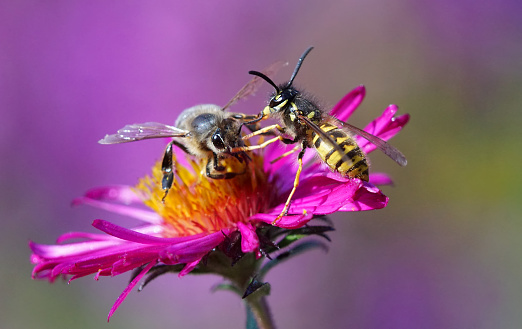 Wasp and bee,Eifel,Germany.