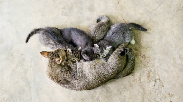 kitten eating a milk from a cat mom. - kitten newborn animal domestic cat feline imagens e fotografias de stock