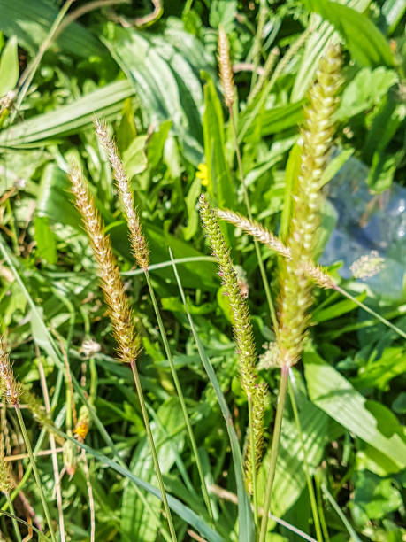 istock Yellow foxtail, pigeon or cattail grass 870761500