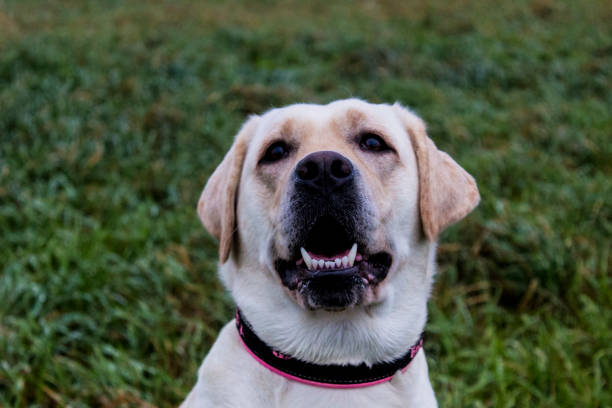 istock Labrador dog on a background of green grass 870761534
