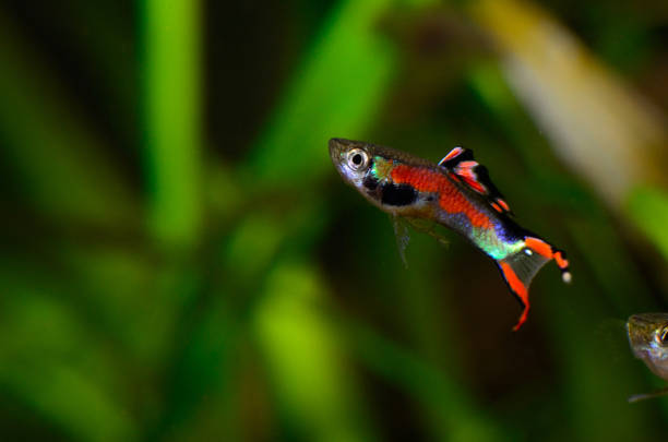 istock Male black-bar Endler 870761692