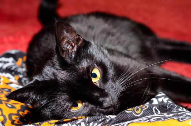 Beautiful black cat plays stock photo