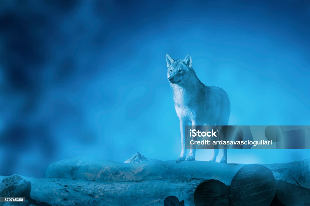 Wolf on a moonset Wolf on a moonset and on woods and with fog. Animal Head Stock Photo