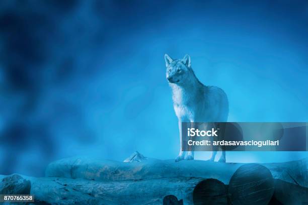 Wolf On A Moonset Stock Photo - Download Image Now - Animal Head, Coyote, Wolf