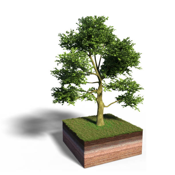 model of a cross section of ground with white ash tree tree and grass on the surface (3d illustration, isolated with shadow on white background) scenic meadow terrain model with white backdrop conceptional stock pictures, royalty-free photos & images