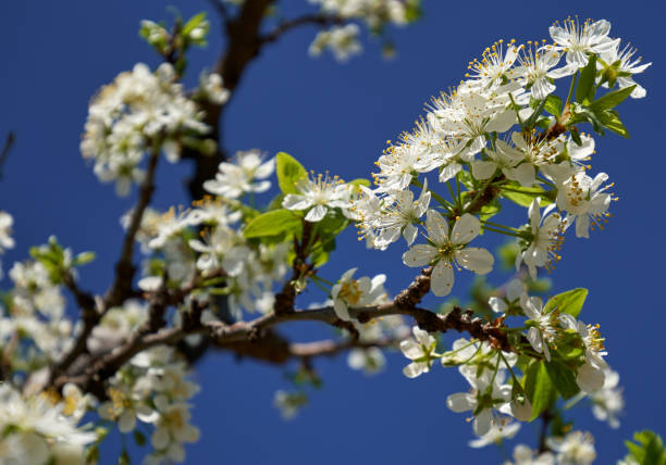 istock Blooming cherry flowers in trees 870769946