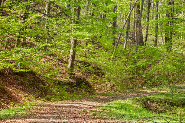 istock Rural road in the forest 870770452