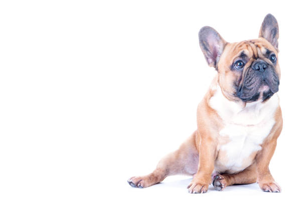 istock French Bulldog   isolated 870775058