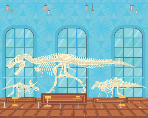 ilustraciones, imágenes clip art, dibujos animados e iconos de stock de esqueleto en exposición del museo de los huesos de tiranosaurio rex. - dinosaur fossil tyrannosaurus rex animal skeleton