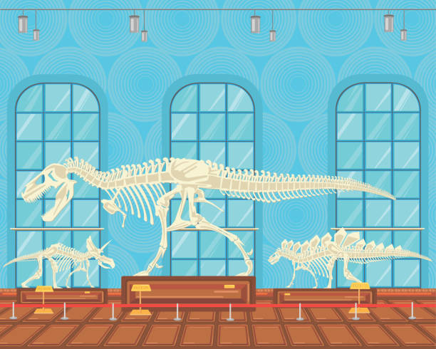 illustrazioni stock, clip art, cartoni animati e icone di tendenza di scheletro di ossa del tyrannosaur rex nella mostra del museo. - paleontologo