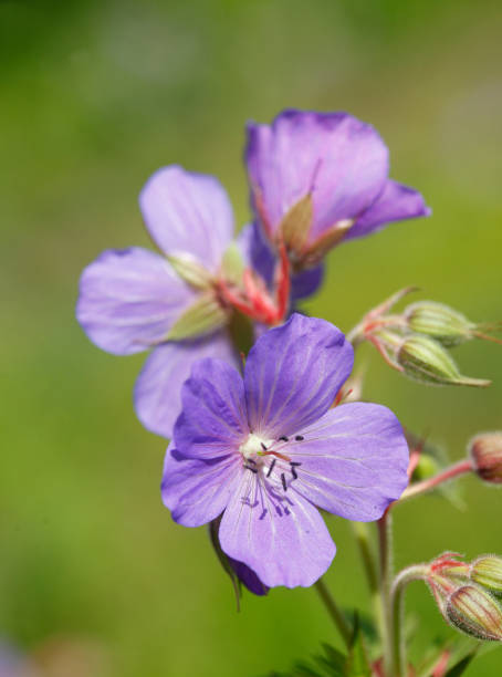 istock Flowering violet geranium wallichianum flower 870778012