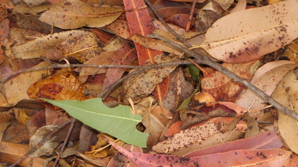 istock dry leaves lying on the ground 870778850