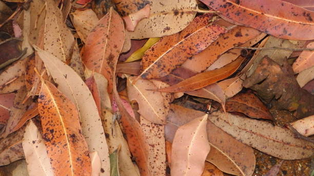 istock dry leaves lying on the ground 870780172
