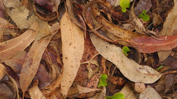 istock dry leaves lying on the ground 870780538