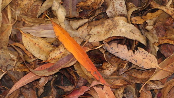 istock dry leaves lying on the ground 870780598