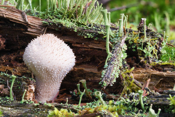 이끼 낀 나무 그 루터 기에 일반적인 puffball 곰 팡이 (lycoperdon perlatum) 버섯의 매크로 사진 - 일반 퍼프볼 뉴스 사진 이미지