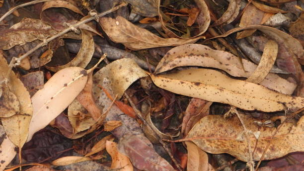 istock dry leaves lying on the ground 870781840