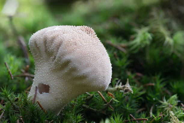 이끼 낀 나무 그 루터 기에 일반적인 puffball 곰 팡이 (lycoperdon perlatum) 버섯의 매크로 사진 - 일반 퍼프볼 뉴스 사진 이미지