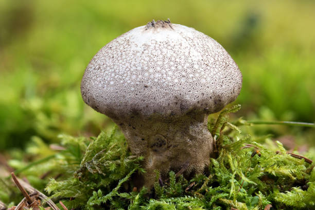 이끼 낀 지상에 일반적인 puffball 곰 팡이 (lycoperdon perlatum) 버섯의 매크로 사진 - 일반 퍼프볼 뉴스 사진 이미지