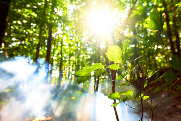 Spring morning in the forest. The morning ice is close and the sun's rays are seen clearly