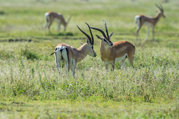 istock Grant's Gazelle males sizing each other up 870787538