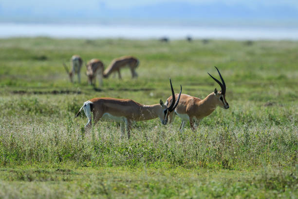 istock Grant's Gazelle males sizing each other up 870787714