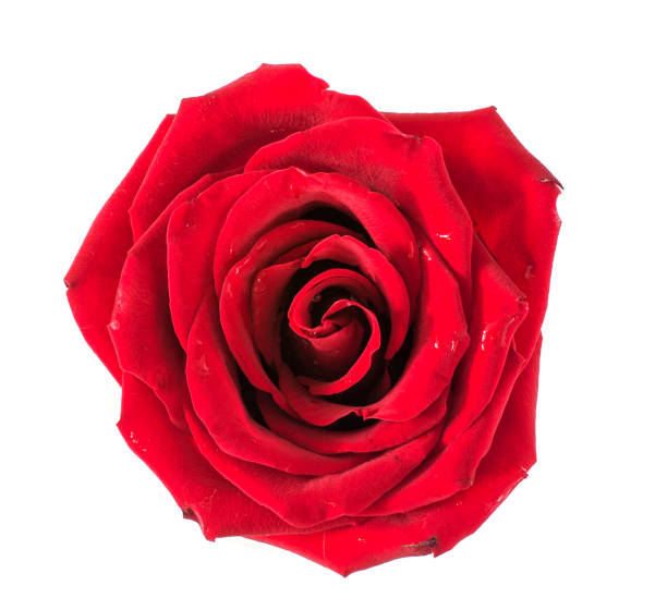 istock one rose on a white background, without leaves. 870787828