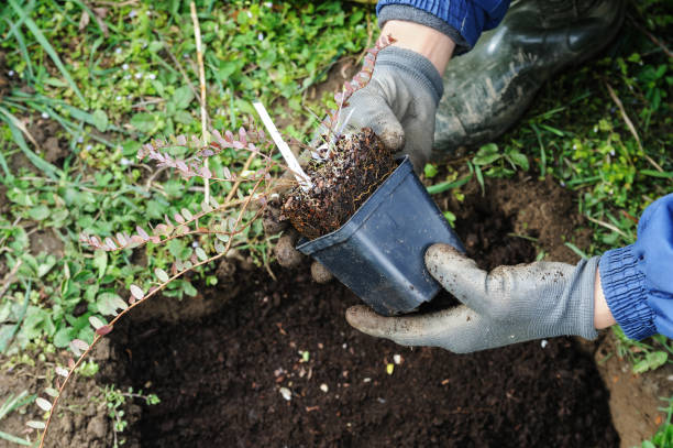 istock Planting berry bushes. 870788122