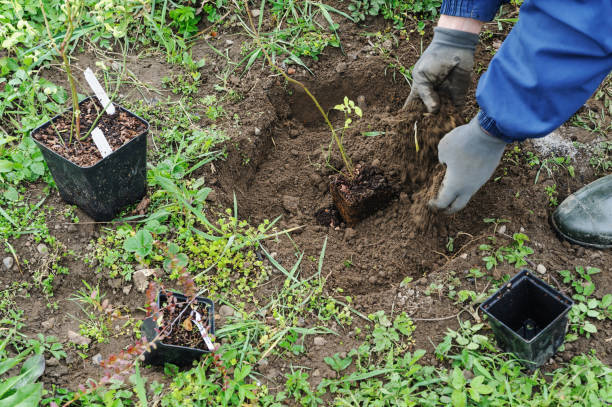 istock Planting berry bushes. 870788130