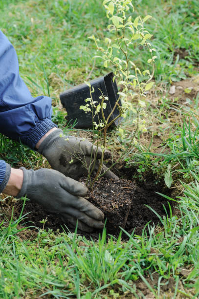 istock Planting berry bushes. 870788146
