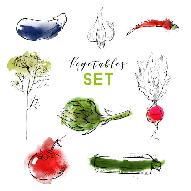 vegetables vegetables vector background radish art drawing stock illustrations