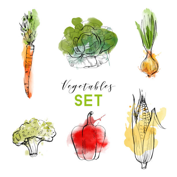 vegetables vegetables vector set radish art drawing stock illustrations