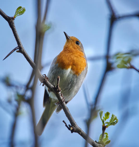 istock European robin on a twig 870791922