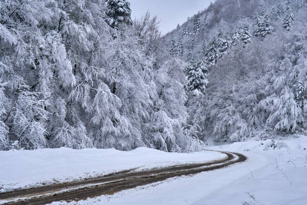 istock Snowy road in the forest 870791980