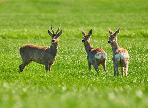 Roe buck and deer family stock photo