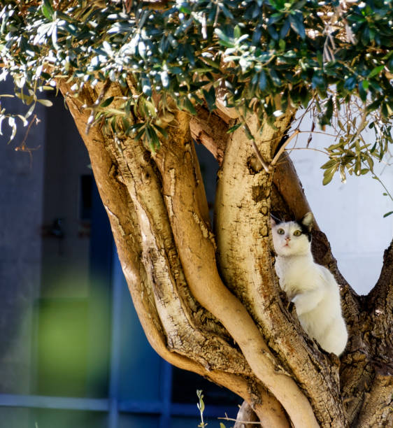 White cat with black ears sitting in the afternoon on an olive tree
