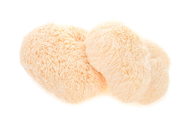 istock Lion mane mushroom isolated on white background 870795586
