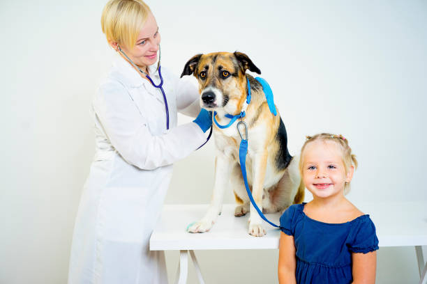istock Dog at a vet 870798812