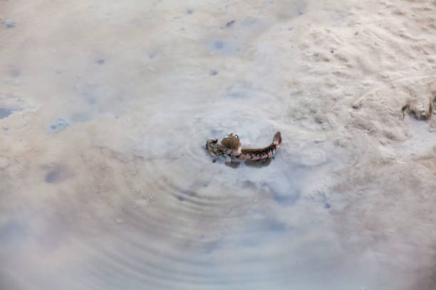 istock Close up view of real mud skipper by the shore 870799050