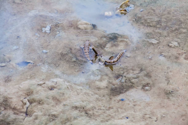 istock Close up view of real mud skipper by the shore 870799064
