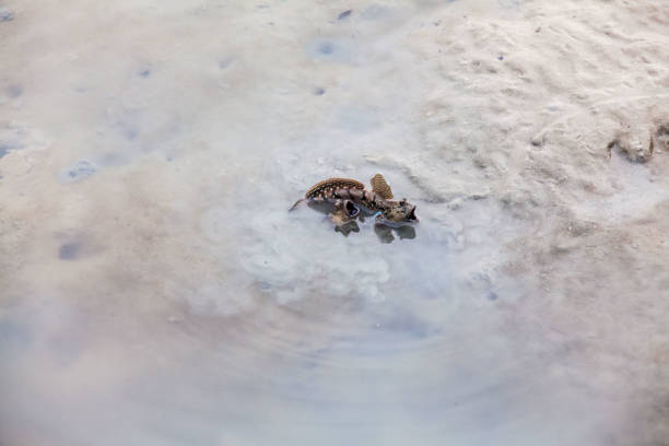 Close up view of real mud skipper by the shore